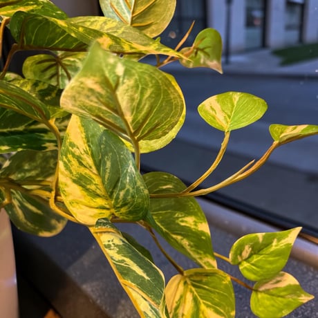 光触媒　人工観葉植物　ウォールグリーン　フェイクグリーン　マーブルポトス3552
