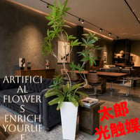 光触媒　観葉植物　ウォールグリーン　フェイクグリーン　クネクネパキラw107白鉢