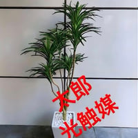 光触媒　人工観葉植物　ウォールグリーン　フェイクグリーン　コンシンネ150a1