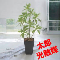 光触媒　人工観葉植物　ウォールグリーン　フェイクグリーン　フレッシュアセビ
