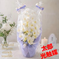 光触媒　人工観葉植物　ウォールグリーン　フェイクグリーン　胡蝶蘭7545仏