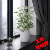 光触媒　人工観葉植物　ウォールグリーン　フェイクグリーン　ミニピポエスタポット@
