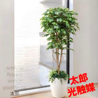 光触媒　人工観葉植物　ウォールグリーン　フェイクグリーン　ベンジャミン下葉付き