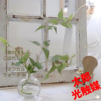 光触媒　人工観葉植物　ウォールグリーン　フェイクグリーン　マジカルウォーター40