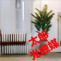 光触媒　人工観葉植物　ウォールグリーン　フェイクグリーン　アレカヤシ170@