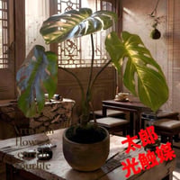 光触媒　人工観葉植物　ウォールグリーン　フェイクグリーン　モンステラ5040