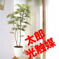 光触媒　人工観葉植物　ウォールグリーン　フェイクグリーン　ねむの木1.6m