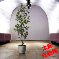 光触媒　人工観葉植物　フェイクグリーン　トライアンギュラス18