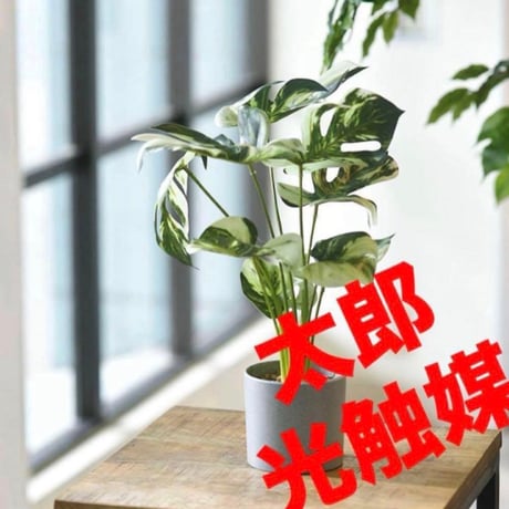 光触媒　人工観葉植物　ウォールグリーン　フェイクグリーン　モンステラバリエガータ3728