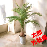 光触媒　人工観葉植物　ウォール　グリーン　フェイクグリーン　アレカヤシ85白pw