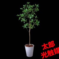 光触媒　人工観葉植物　ウォールグリーン　フェイクグリーン　アセビ8322