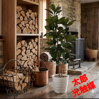 光触媒　人工観葉植物　ウォールグリーン　フェイクグリーン　ゴムの木1.6@