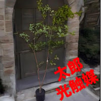 光触媒　人工観葉植物　ウォールグリーン　フェイクグリーン　マダガスカルアーモンド