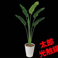 光触媒　人工観葉植物　ウォールグリーン　フェイクグリーン　トラベラーズパームL