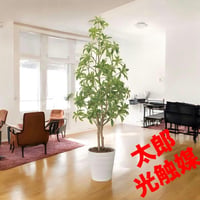 光触媒　観葉植物　ウォールグリーン　フェイクグリーン　フレッシュアセビ1.35