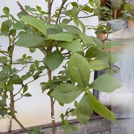 光触媒　人工観葉植物　ウォールグリーン　フェイクグリーン　マダガスカルアーモンド