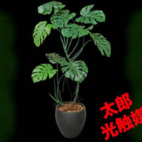 光触媒　人工観葉植物　ウォールグリーン　フェイクグリーン　モンステラ3531
