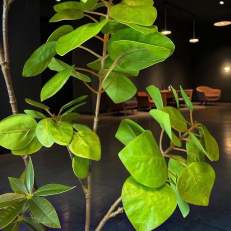 光触媒　人工観葉植物　ウォールグリーン　フェイクグリーン　ナンキンハゼパキラAL