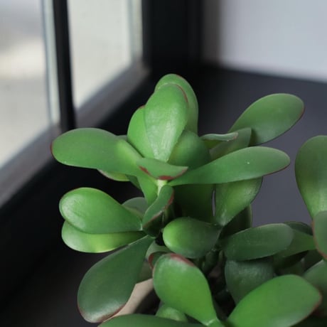 光触媒　人工観葉植物　ウォールグリーン　フェイクグリーン　21エケベリアポット