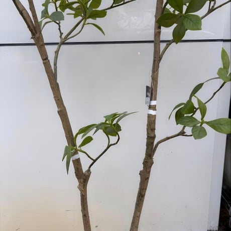 光触媒　人工観葉植物　ウォールグリーン　フェイクグリーン　マダガスカルアーモンド