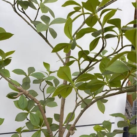 光触媒　人工観葉植物　ウォールグリーン　フェイクグリーン　マダガスカルアーモンド