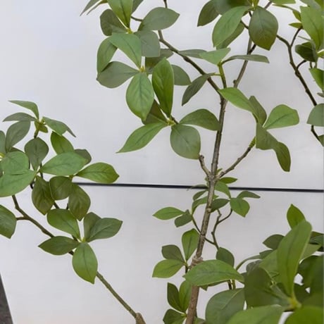 光触媒　人工観葉植物　ウォールグリーン　フェイクグリーン　マダガスカルアーモンド