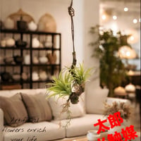 光触媒　人工観葉植物　ウォールグリーン　フェイクグリーン　エアープランツw'tp