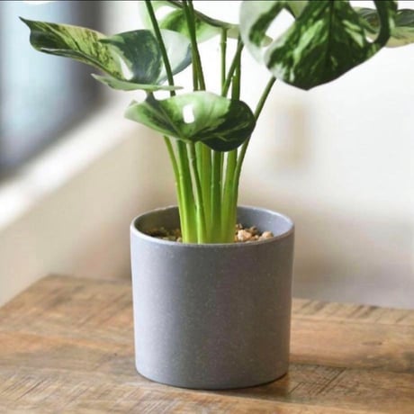 光触媒　人工観葉植物　ウォールグリーン　フェイクグリーン　モンステラバリエガータ3728