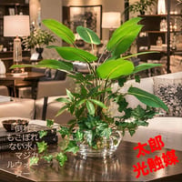 光触媒　人工観葉植物　ウォールグリーン　フェイクグリーン　マジカルウォーター48