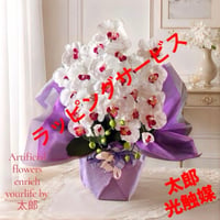 光触媒　人工観葉植物　ウォールグリーン　フェイクグリーン　胡蝶蘭6541