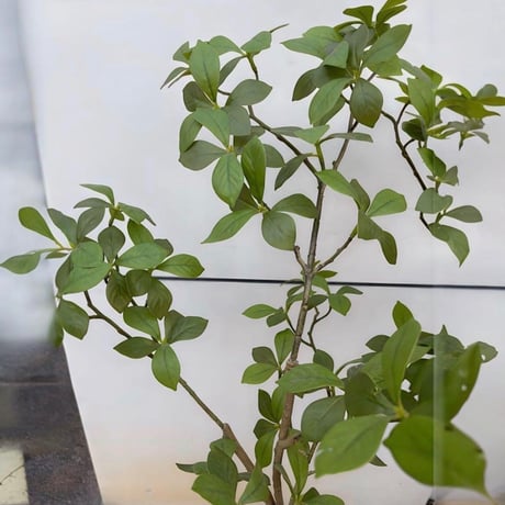 光触媒　人工観葉植物　ウォールグリーン　フェイクグリーン　マダガスカルアーモンド