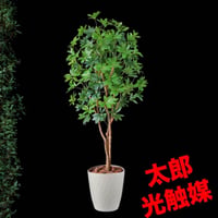光触媒　人工観葉植物　ウォールグリーン　フェイクグリーン　カポック8321