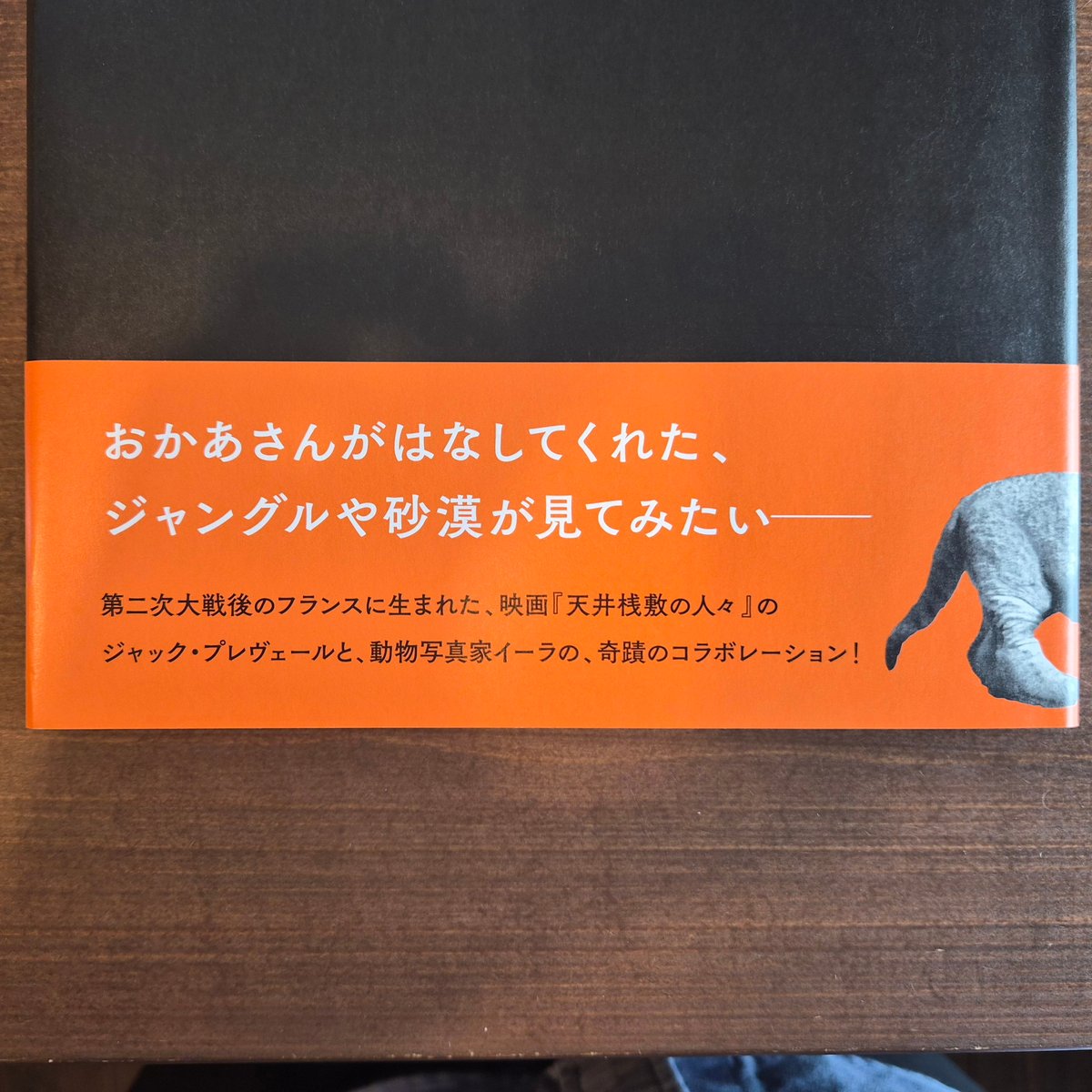 ちいさな ライオン | 本屋 itoito