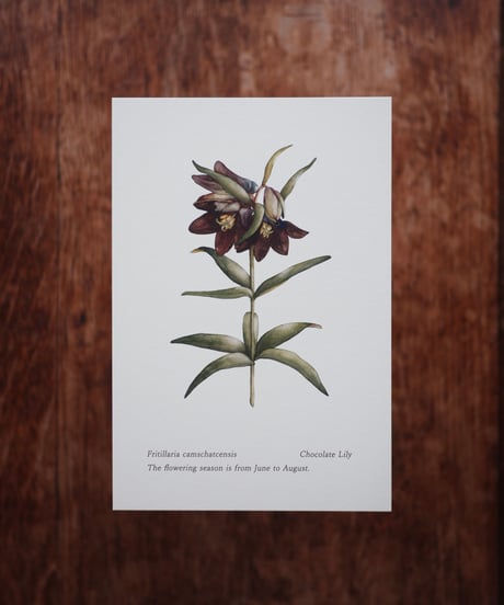 Fritillaria camschatcensis / Chocolate lily