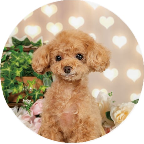 【予約販売】 トイプードル犬のコロン 缶バッジNo5 3個セット GE005NN