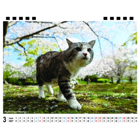 【予約販売】 旅猫 ニャン吉 2027年 卓上 カレンダー TA27268
