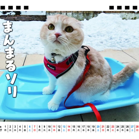 【予約販売】 犬と猫の親バカ日記 まんまる猫 2027年 卓上 カレンダー TA27114