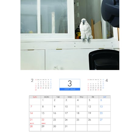 【予約販売】 ふくろうのトゥルちゃん 2027年 壁掛け カレンダー KK27105  のコピー
