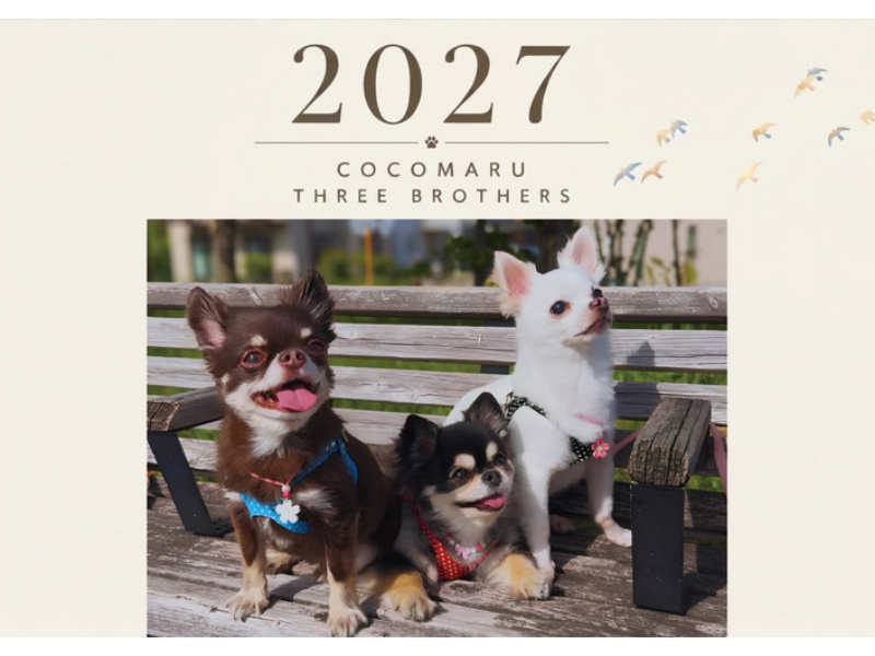 予約販売】 ここまる三兄弟 チワワ 犬 2027年 壁掛け カレンダー