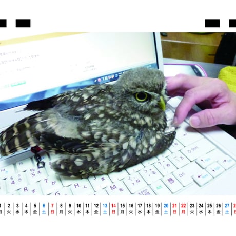 【予約販売】 ふくろうのトゥルちゃん 2027年 卓上 カレンダー TC27106