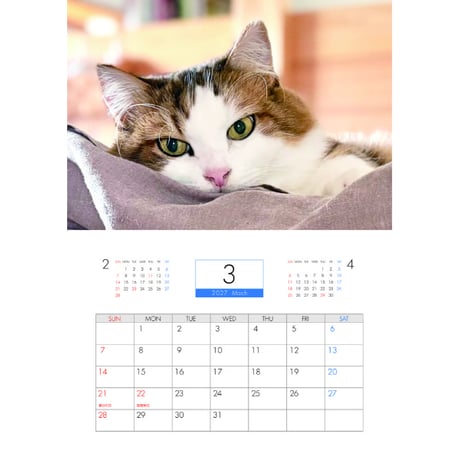 【予約販売】 ひのき猫 2027年 壁掛け カレンダー KK27275