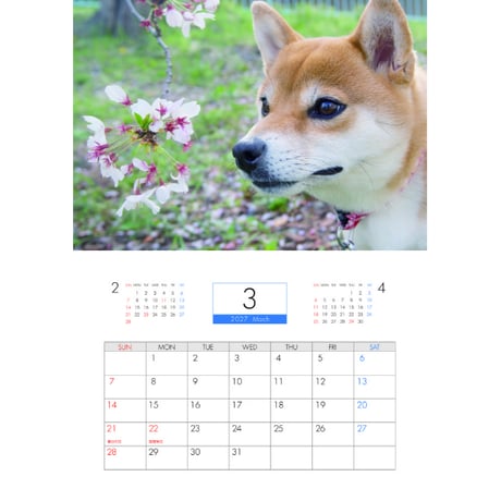 【予約販売】 柴犬 小夏 2027年 壁掛け カレンダー KK27098