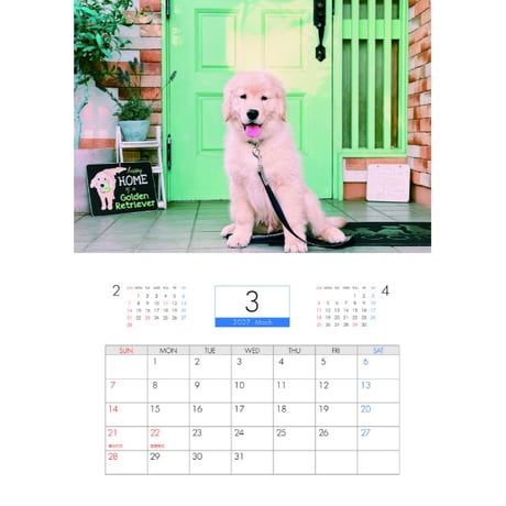 【予約販売】 ゴールデンレトリバー ダン 犬 2027年 壁掛け カレンダー KK27159