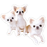 【予約販売】 おもちちゃん＆おかゆちゃん＆おしるこくん チワワ 犬 ステッカー No37 3枚セット