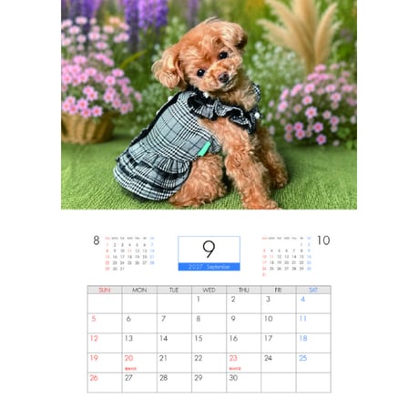 【予約販売】 トイプードル犬のコロン 2027年 壁掛け カレンダー KK27056