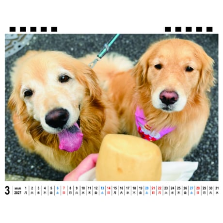 【予約販売】 コメ&イクラ ゴールデンレトリバー 犬 2027年 卓上 全面 カレンダー TA27224