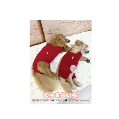 【予約販売】 くぅ＆らいら ミニチュアダックス 犬 日記帳 DR017NN