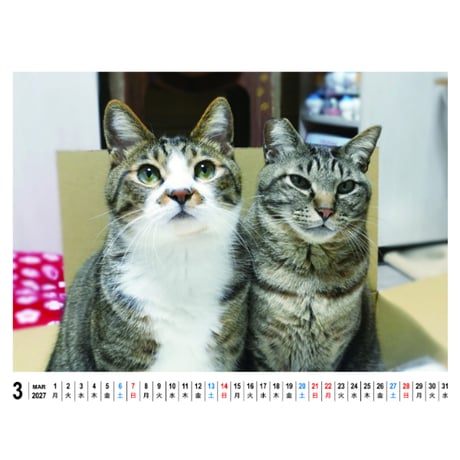 【予約販売】 リキちゃんねる 猫 2027年 卓上 カレンダー TC27283