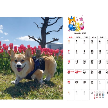【予約販売】 オヤジ コーギー ジッさんに癒される日々 犬 2027年 卓上 カレンダー TC27191