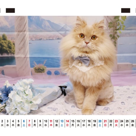 【予約販売】 アクアとフランマ 猫 マンチカン サイベリアン 2027年 卓上 カレンダー TC27181